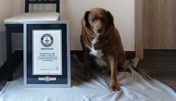 Livro dos recordes reconhece cão de Portugal como o mais velho do mundo (Reprodução/Daily Mail)